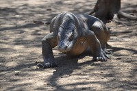 /album/komodo/dsc-0239-jpg/