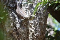 /album/komodo/dsc-0227-jpg/