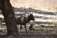 /album/komodo/dsc-0233-jpg/