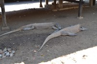 /album/komodo/dsc-0235-jpg/