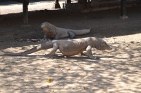 /album/komodo/dsc-0238-jpg/