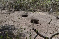 /album/komodo/dsc-0241-jpg/