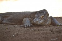 /album/komodo/dsc-0253-jpg/