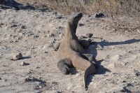 /album/komodo/dsc-0318-jpg/