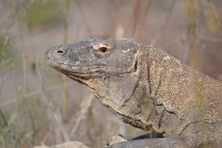 /album/komodo/dsc-0321-jpg/