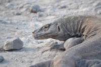 /album/komodo/dsc-0324-jpg/