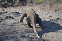 /album/komodo/dsc-0327-jpg/