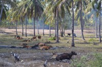 /album/lombok1/dsc-0128-jpg/