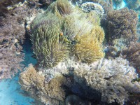 /album/komodo/g1271318-jpg/