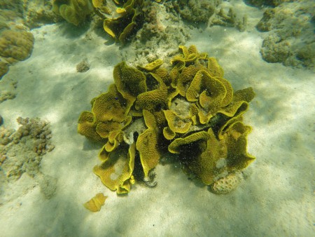 Pink beach (Komodo Island)